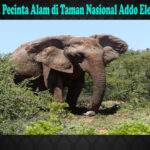 Wisata Pecinta Alam di Taman Nasional Addo Elephant