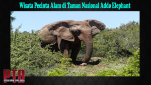 Wisata Pecinta Alam di Taman Nasional Addo Elephant